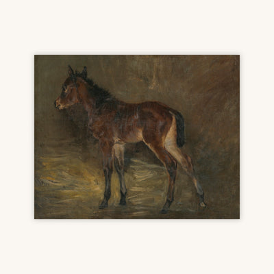 Foal — Primary Image
