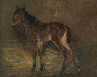 Foal
