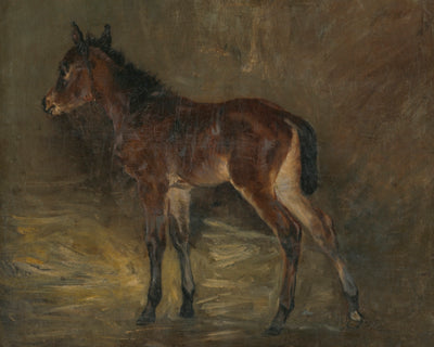 Foal
