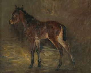 Foal