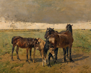 FOALS IN THE PADDOCK