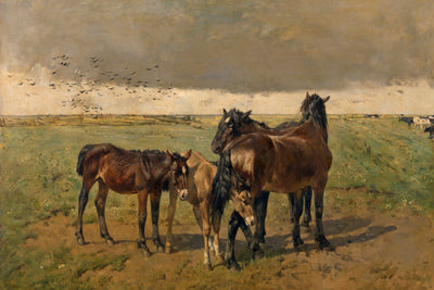 FOALS IN THE PADDOCK