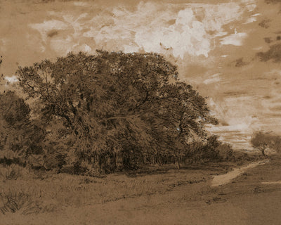 Forest Edge