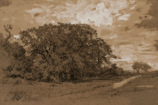 Forest Edge