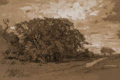 Forest Edge