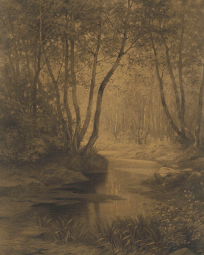 Forest Interior