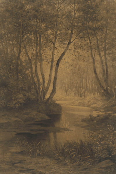Forest Interior