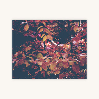 FOREST LEAVES — Primary Image