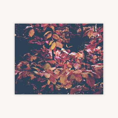 FOREST LEAVES — Primary Image