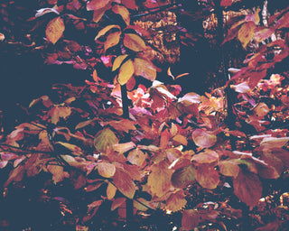 Forest Leaves