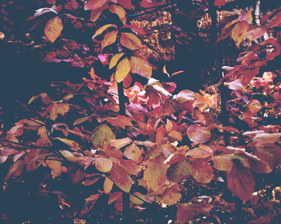 Forest Leaves