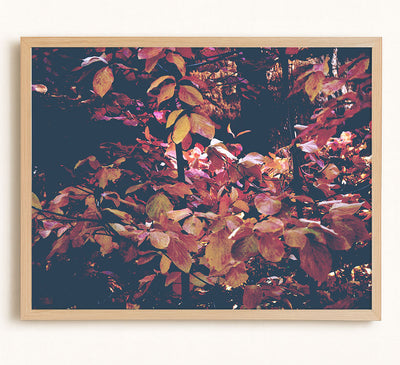 Forest Leaves