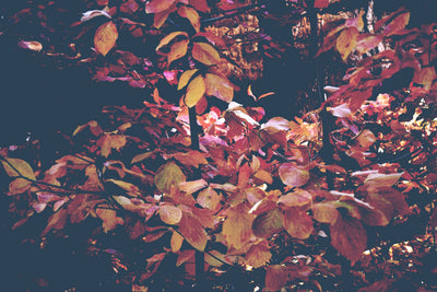 Forest Leaves