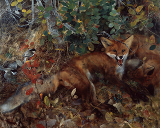 Foxes
