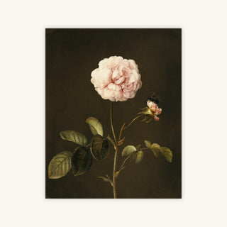 GALLICA ROSE — Primary Image