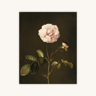 GALLICA ROSE — Primary Image
