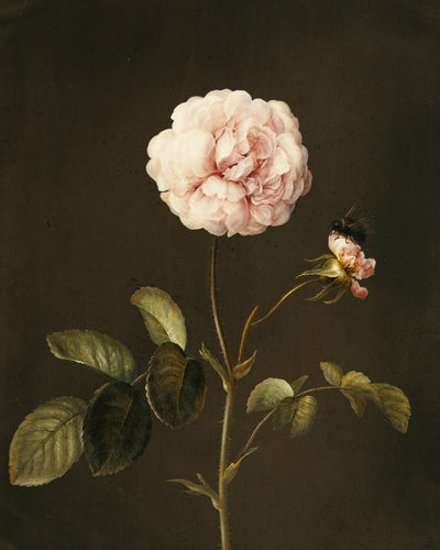 GALLICA ROSE