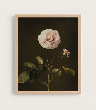 GALLICA ROSE - Museum Quality Art