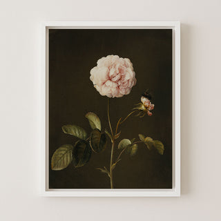 GALLICA ROSE - Museum Quality Art