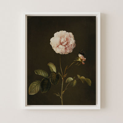 GALLICA ROSE - Museum Quality Art