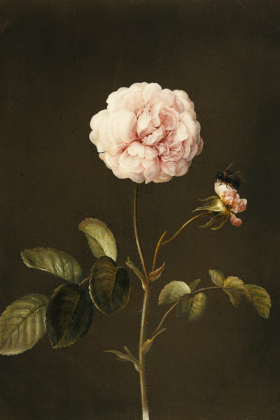 GALLICA ROSE