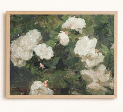 Garden Roses, Blush