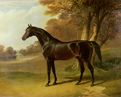 Glaucus