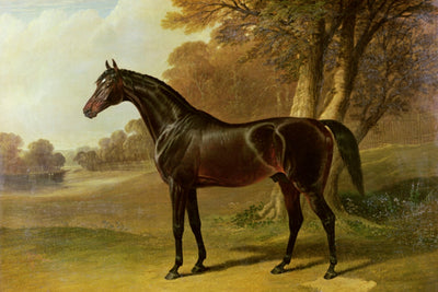Glaucus
