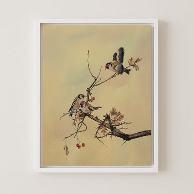 Goldfinches