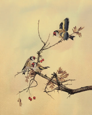 Goldfinches