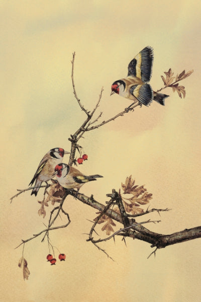 Goldfinches