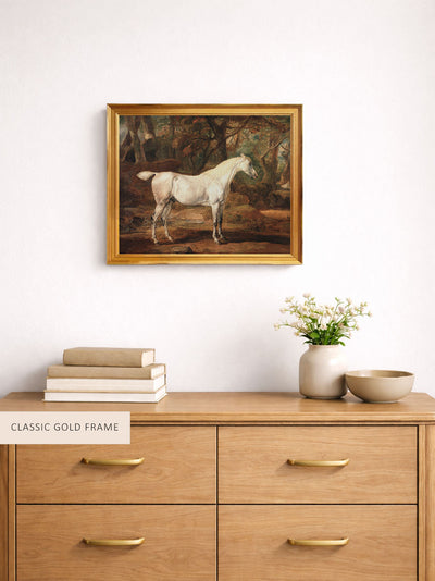 Grey Arabian Stallion