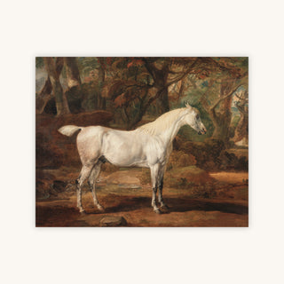 GREY ARABIAN STALLION — Primary Image