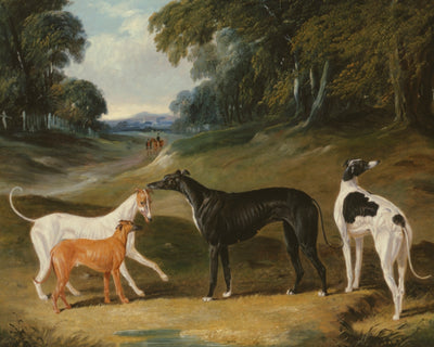 GREYHOUNDS