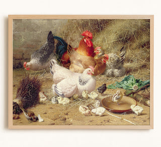 Hens Roosting with Their Chickens