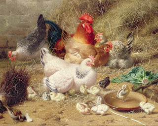 Hens Roosting with Their Chickens