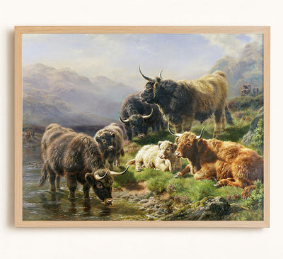 Highland Cattle