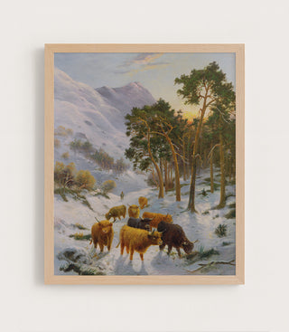 Highland Cattle in a Winter Landscape