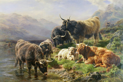 HIGHLAND CATTLE - Museum Quality Art