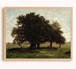 Holm Oaks, Apremont