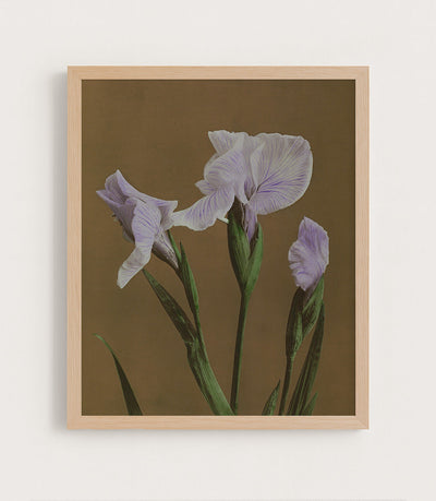 IRIS KAEMPFERI - Museum Quality Art