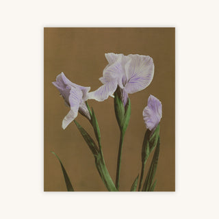 IRIS KAEMPFERI II — Primary Image