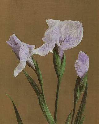 IRIS KAEMPFERI II