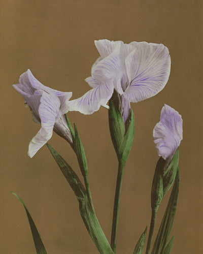 IRIS KAEMPFERI II