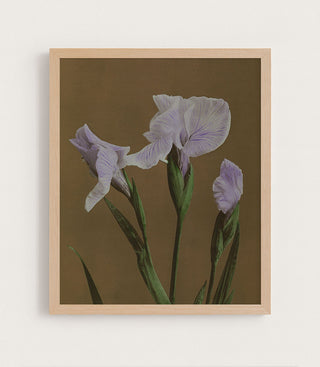 IRIS KAEMPFERI II - Museum Quality Art