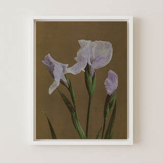 IRIS KAEMPFERI II - Museum Quality Art