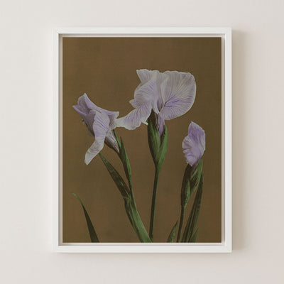 Iris Kaempferi II