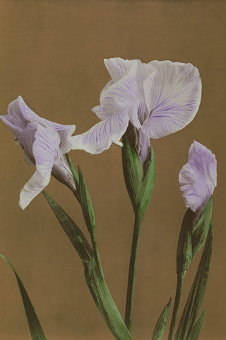 IRIS KAEMPFERI II