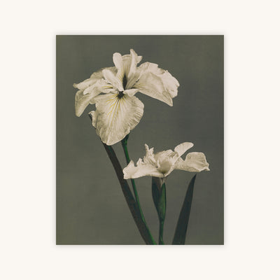 IRIS KAEMPFERI — Primary Image