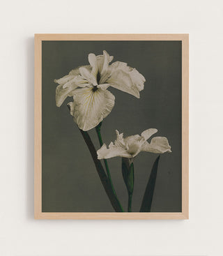 Iris Kaempferi